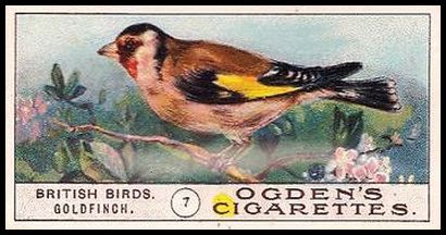 7 Goldfinch
